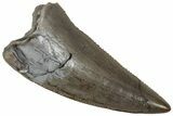 Serrated, Triassic Reptile (Postosuchus?) Tooth - Arizona #321052-1